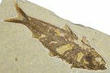 Detailed Fossil Fish (Knightia) - Wyoming #344733-1